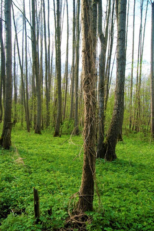 Losiowate Gospodarstwo Agroturystyczne Rybaki  Luaran gambar